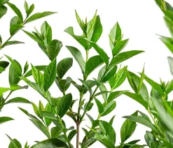 Dehner Laubgehölze|Xxl-Gartenpflanzen > Ovalblättriger Liguster