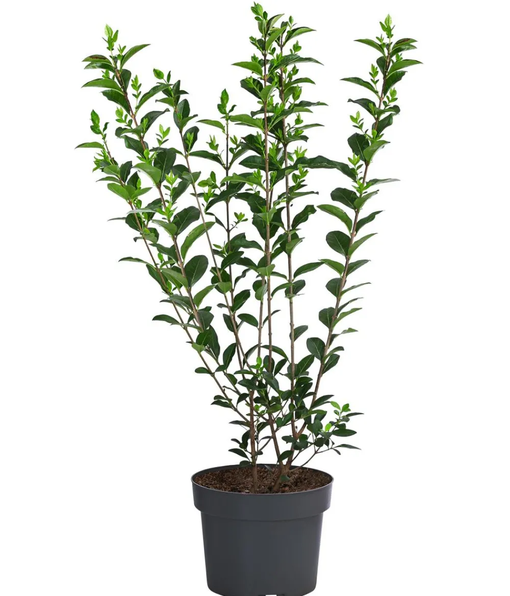 Dehner Laubgehölze|Xxl-Gartenpflanzen > Ovalblättriger Liguster