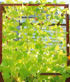 palatino Hochbeete & Frühbeete - Cortenstahl-Tomatenhaus, , ca. B100/H183/T100 cm Braun