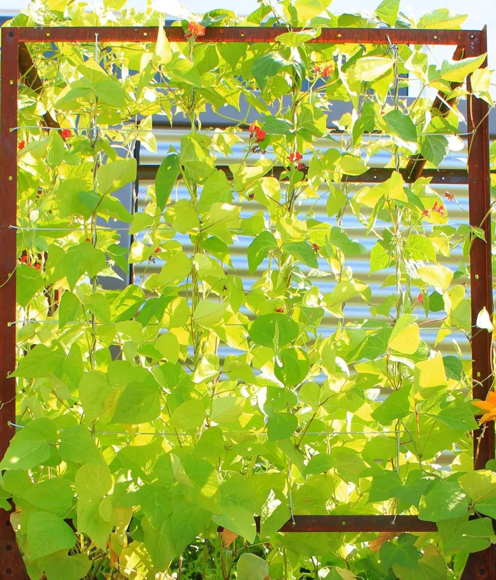 palatino Hochbeete & Frühbeete - Cortenstahl-Tomatenhaus, , ca. B100/H183/T100 cm Braun