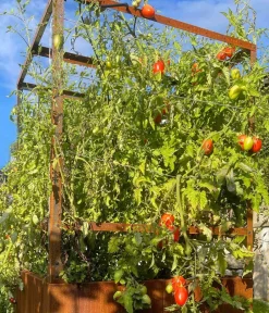 palatino Hochbeete & Frühbeete - Cortenstahl-Tomatenhaus, , ca. B100/H183/T100 cm Braun