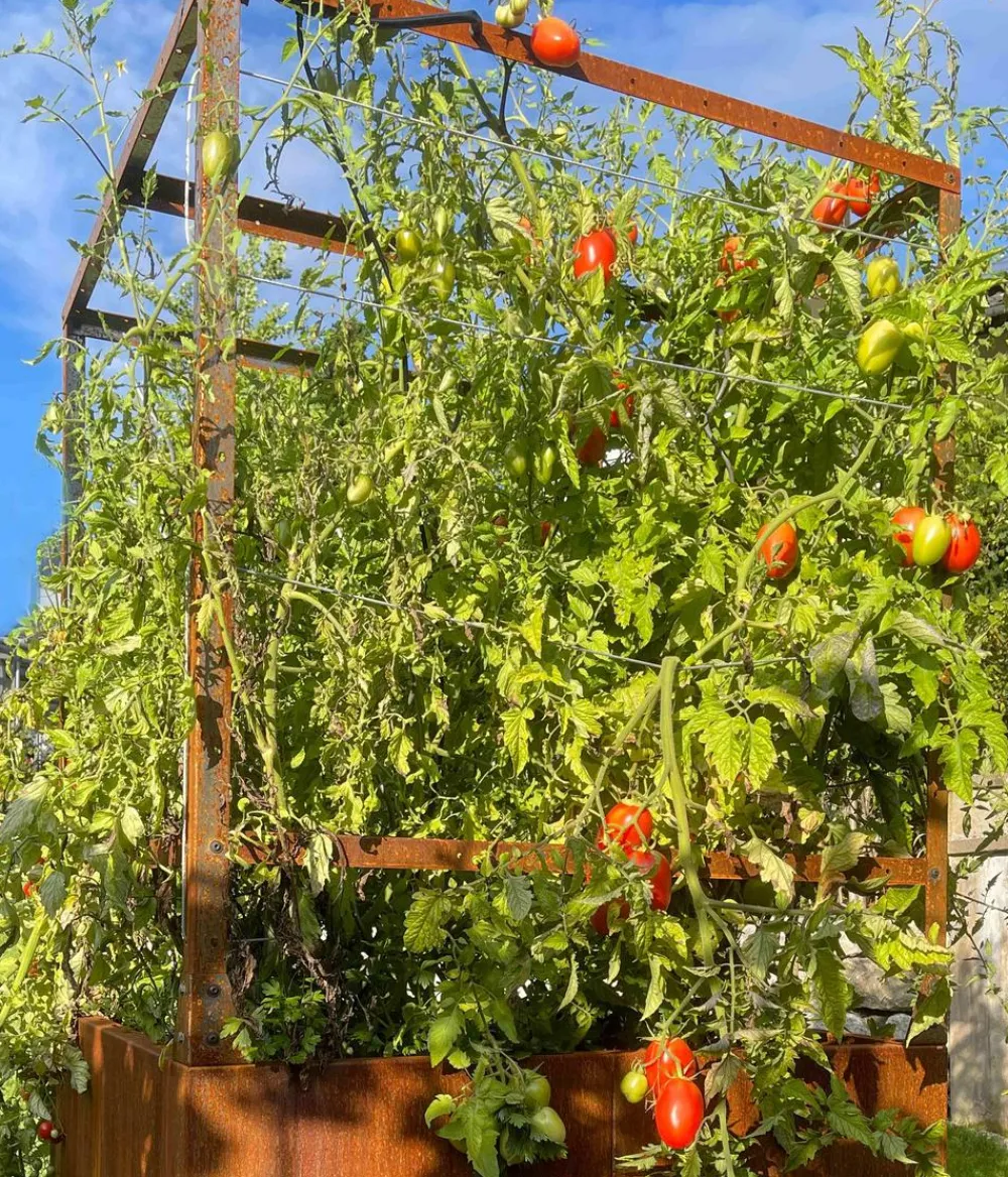 palatino Hochbeete & Frühbeete - Cortenstahl-Tomatenhaus, , ca. B100/H183/T100 cm Braun