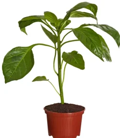 Dehner Peperoni- & Paprikapflanzen > Paprika,