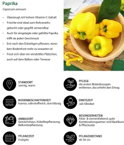 Dehner Peperoni- & Paprikapflanzen > Paprika,