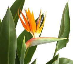 Dehner Terrassenpflanzen > Paradiesvogelblume