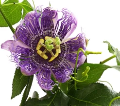 Dehner Terrassenpflanzen > Passionsblume, Pyramide, verschiedene Sorten