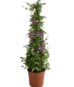 Dehner Passionsblume, Pyramide, verschiedene Sorten Bunt New