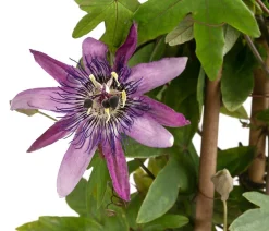 Dehner Passionsblume, Pyramide, verschiedene Sorten Bunt New