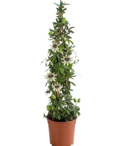 Dehner Passionsblume, Pyramide, verschiedene Sorten Bunt New