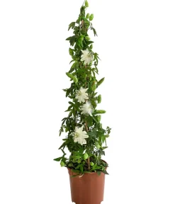 Dehner Passionsblume, Pyramide, verschiedene Sorten Bunt New