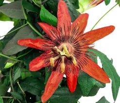 Dehner Terrassenpflanzen - Passionsblume, Pyramide, verschiedene Sorten Bunt