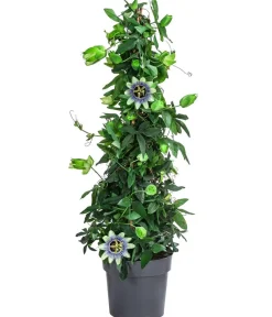 Dehner Terrassenpflanzen - Passionsblume, Pyramide, verschiedene Sorten Bunt