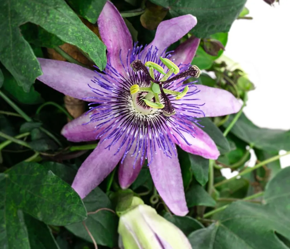 Dehner Terrassenpflanzen - Passionsblume, Pyramide, verschiedene Sorten Bunt