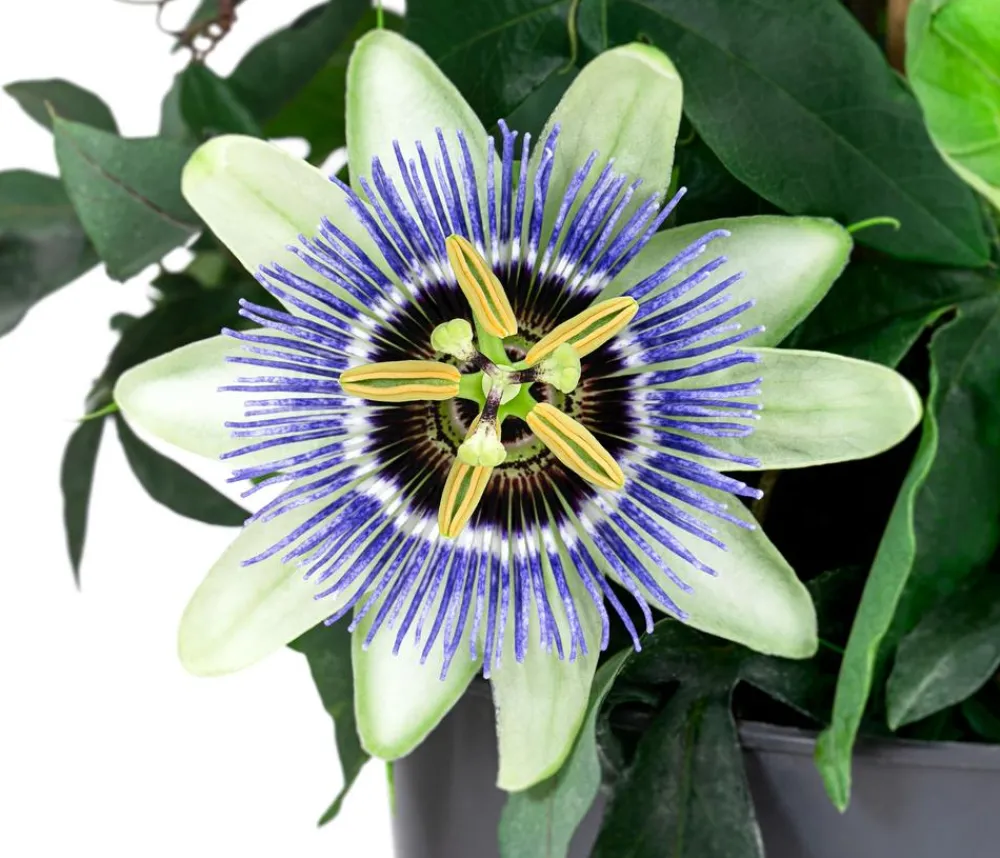 Dehner Terrassenpflanzen - Passionsblume, Pyramide, verschiedene Sorten Bunt