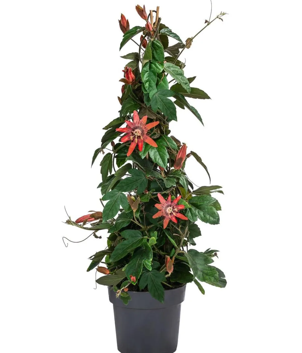 Dehner Terrassenpflanzen - Passionsblume, Pyramide, verschiedene Sorten Bunt