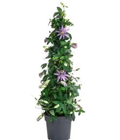 Dehner Terrassenpflanzen - Passionsblume, Pyramide, verschiedene Sorten Bunt