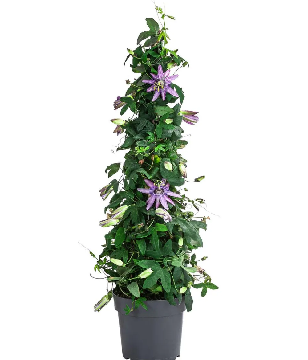 Dehner Terrassenpflanzen - Passionsblume, Pyramide, verschiedene Sorten Bunt