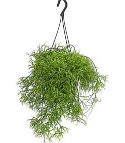 Dehner Kakteen|Hängepflanzen > Peitschenkaktus - Rhipsalis heteroclada, Ampel