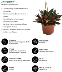 Dehner Zimmerpflanzen-Sets|Grünpflanzen > Peperomien-Set - Peperomia cultivars, 3-teilig
