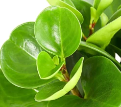 Dehner Zimmerpflanzen-Sets|Grünpflanzen > Peperomien-Set - Peperomia cultivars, 3-teilig