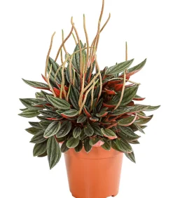 Dehner Zimmerpflanzen-Sets|Grünpflanzen > Peperomien-Set - Peperomia cultivars, 3-teilig
