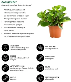 Dehner Zimmerpflanzen-Sets|Grünpflanzen > Peperomien-Set - Peperomia cultivars, 3-teilig