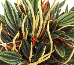 Dehner Zimmerpflanzen-Sets|Grünpflanzen > Peperomien-Set - Peperomia cultivars, 3-teilig