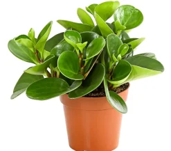 Dehner Zimmerpflanzen-Sets|Grünpflanzen > Peperomien-Set - Peperomia cultivars, 3-teilig