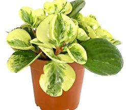 Dehner Zimmerpflanzen-Sets|Grünpflanzen > Peperomien-Set - Peperomia cultivars, 3-teilig
