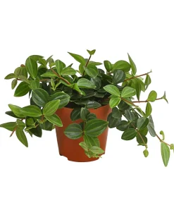 Dehner Grünpflanzen - Peperomie - Peperomia angulata 'Rocca Verde' Dunkelgrün
