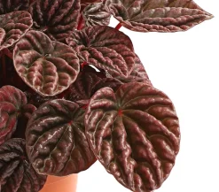 Dehner Peperomie - Peperomia caperata 'Red' New