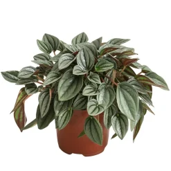 Dehner Peperomie - Peperomia caperata 'Napoli Nights' Grün Discount