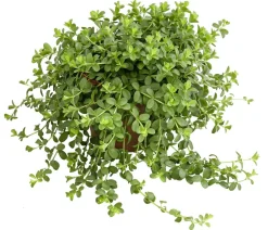 Dehner Grünpflanzen - Peperomie - Peperomia deppeana Grün