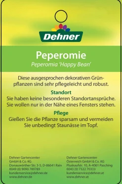 Dehner Peperomie - Peperomia ferreyrae 'Happy Bean' Grün Sale