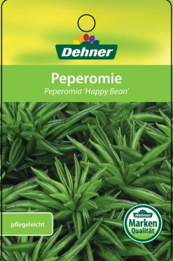 Dehner Peperomie - Peperomia ferreyrae 'Happy Bean' Grün Sale
