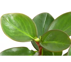 Dehner Grünpflanzen > Peperomie - Peperomia obtusifolia 'Red Margin'