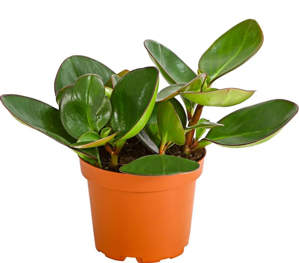 Dehner Grünpflanzen > Peperomie - Peperomia obtusifolia 'Red Margin'