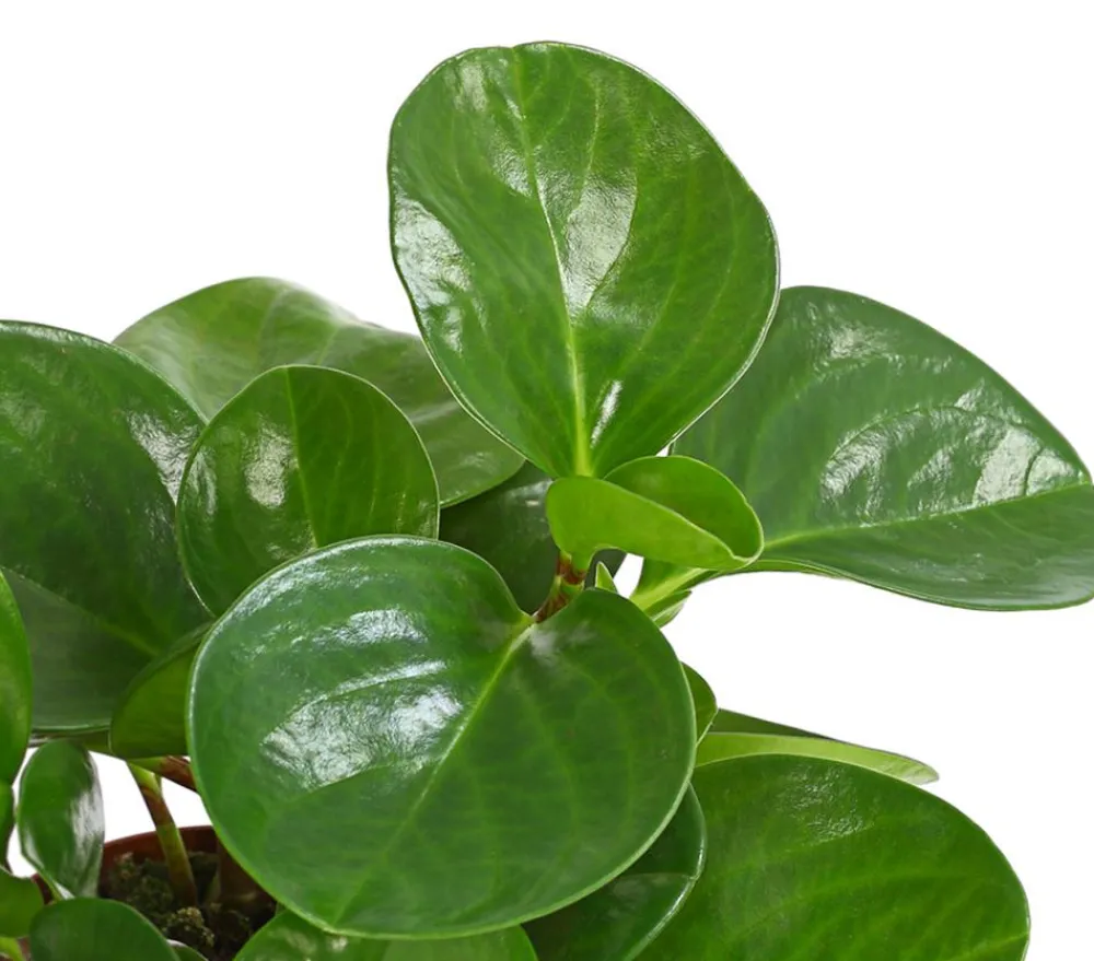 Dehner Sukkulenten|Grünpflanzen > Peperomie - Peperomia obtusifolia