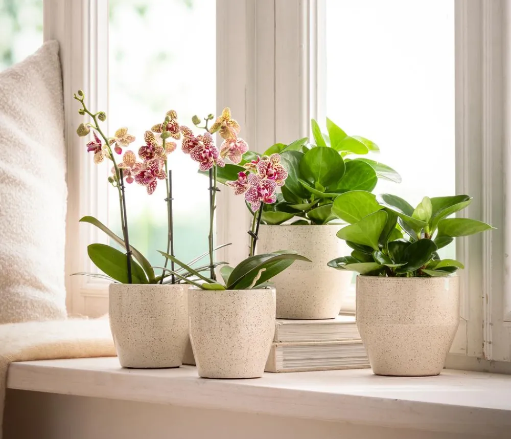 Dehner Sukkulenten|Grünpflanzen > Peperomie - Peperomia obtusifolia