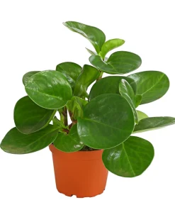 Dehner Sukkulenten|Grünpflanzen > Peperomie - Peperomia obtusifolia