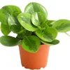 Dehner Sukkulenten|Grünpflanzen > Peperomie - Peperomia obtusifolia 'Lime'