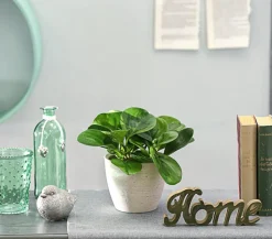 Dehner Sukkulenten|Grünpflanzen > Peperomie - Peperomia obtusifolia 'Lime'