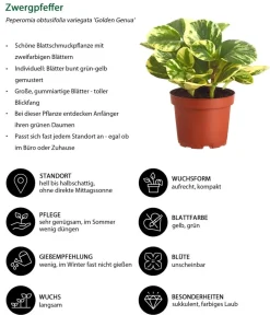 Dehner Peperomie - Peperomia obtusifolia variegata 'Golden Genua' Online