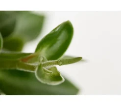 Dehner Grünpflanzen - Peperomie - Peperomia orba 'Pixie Lime'