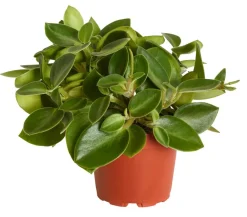 Dehner Grünpflanzen - Peperomie - Peperomia orba 'Pixie Lime'