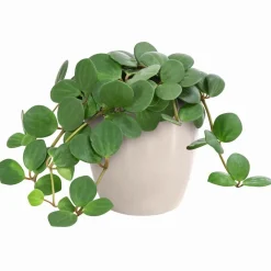 Dehner Grünpflanzen > Peperomie - Peperomia pecunifolia