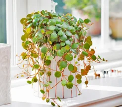 Dehner Sukkulenten|Grünpflanzen - Peperomie - Peperomia 'Pepperspot' Grün