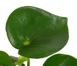 Dehner Sukkulenten|Grünpflanzen - Peperomie - Peperomia polybotrya 'Raindrop' Grün
