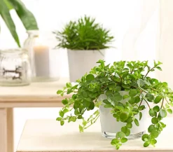 Dehner Peperomie - Peperomia rotundifolia Hellgrün Sale