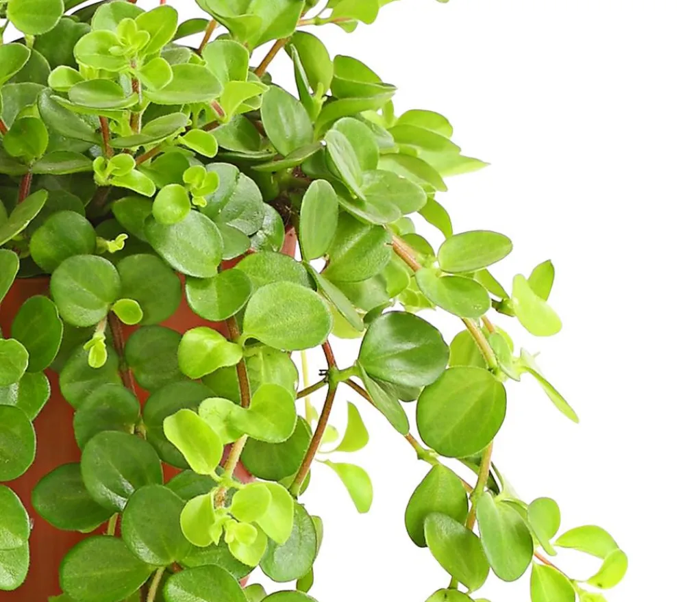Dehner Peperomie - Peperomia rotundifolia Hellgrün Sale